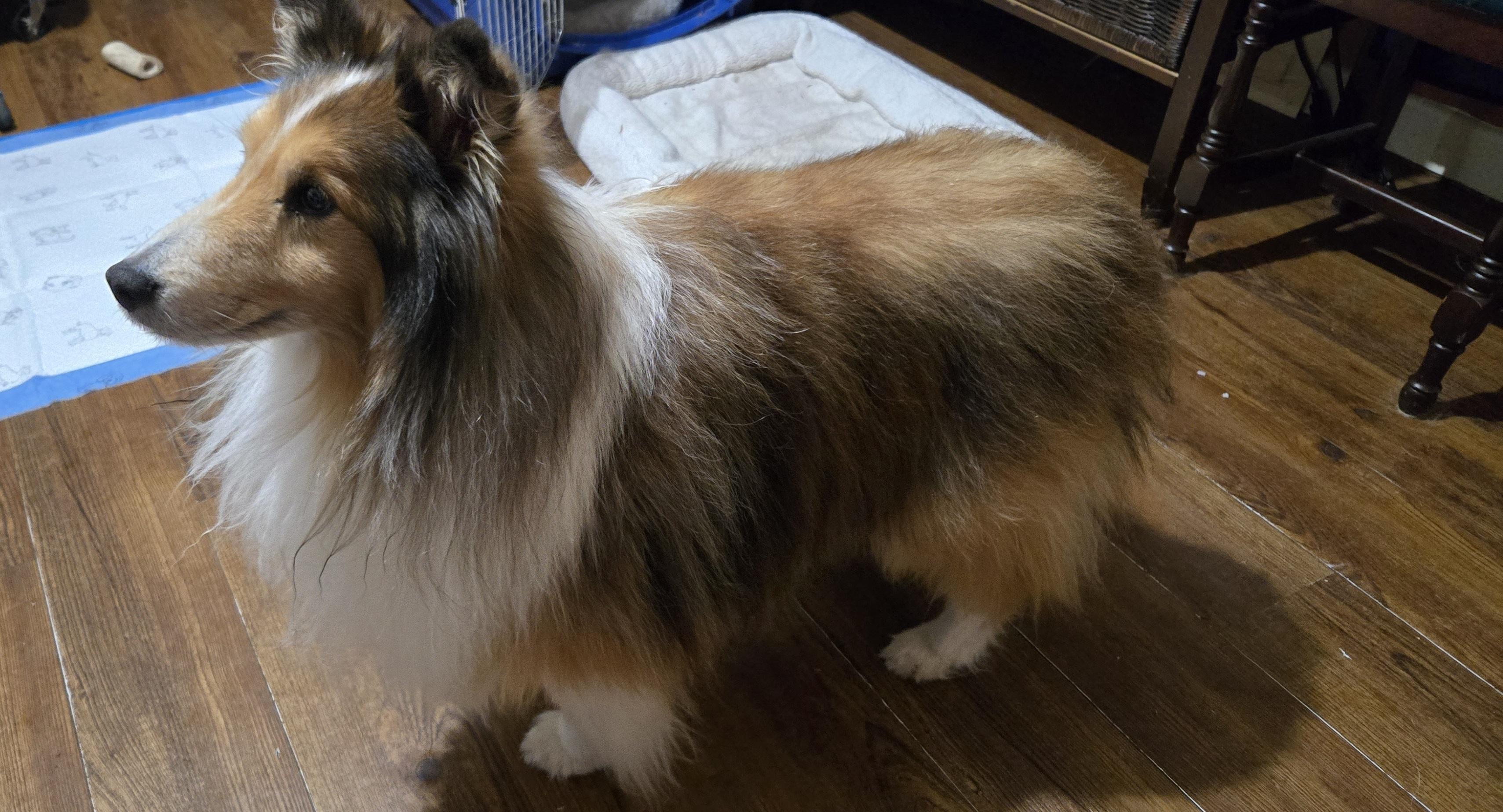 Enlarge Gerry - ADOPTED!!!, a Adopted Shetland Sheepdog / Sheltie in York, ON image 2/3