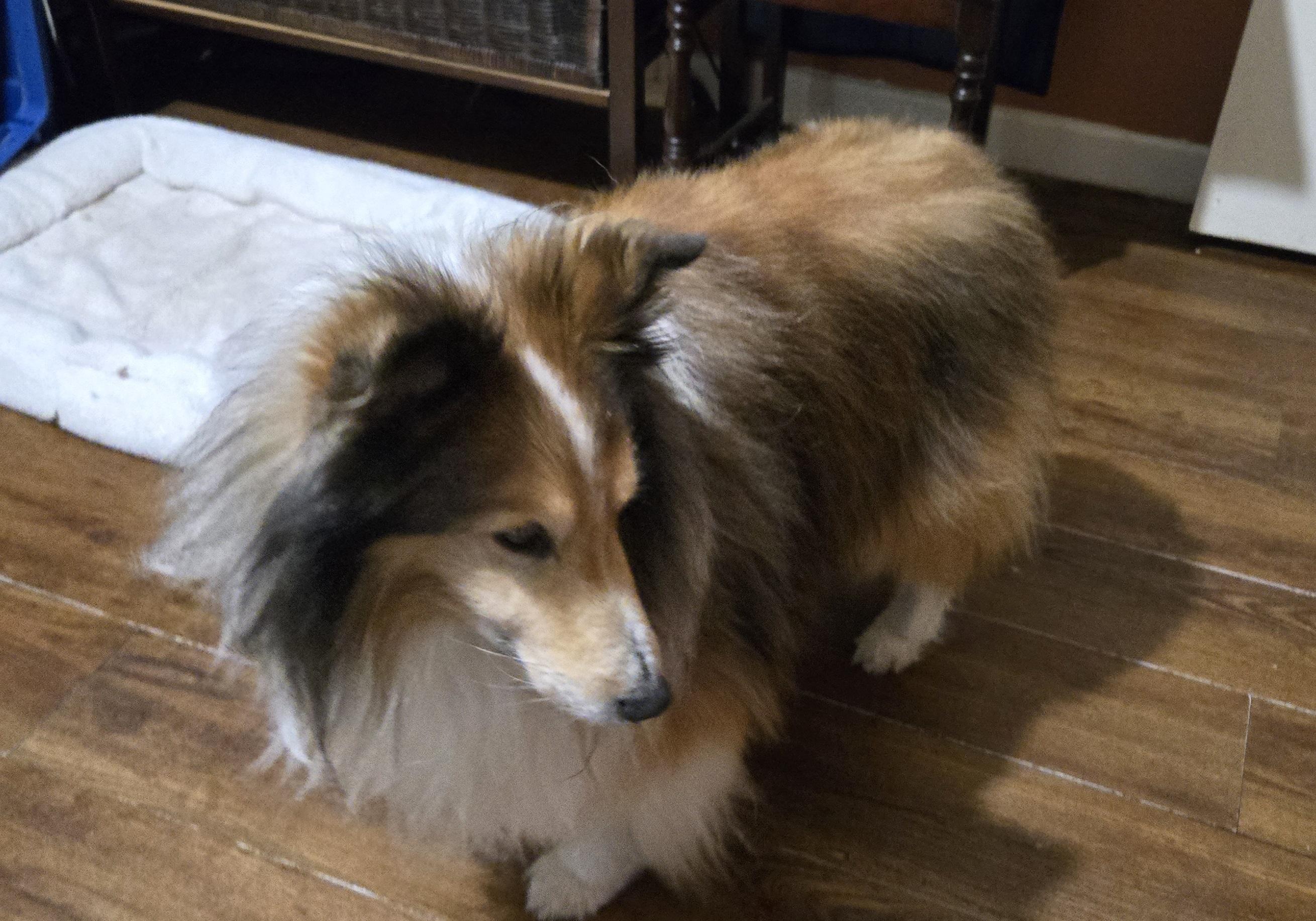 Enlarge Gerry - ADOPTED!!!, a Adopted Shetland Sheepdog / Sheltie in York, ON image 3/3