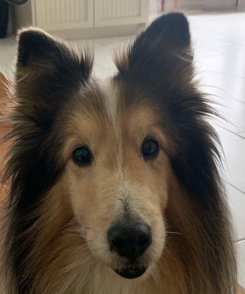 Gerry - ADOPTED!!!, Adopted, Senior Male Shetland Sheepdog / Sheltie.