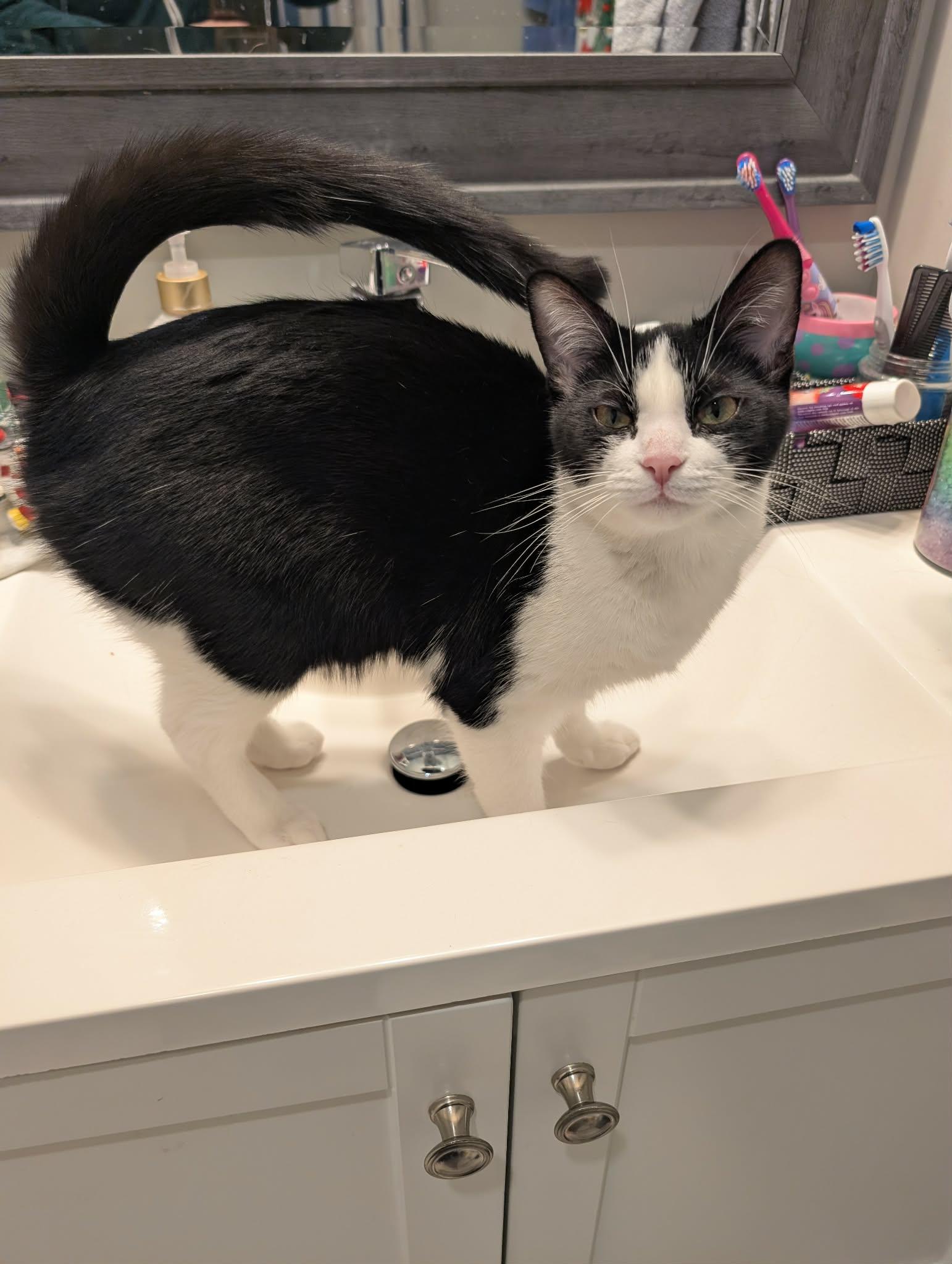 Enlarge Piper, an adopted Domestic Short Hair in Brantford, ON image 4/5