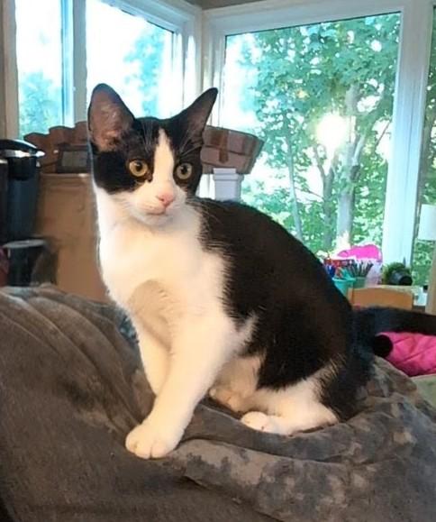 Piper, ADOPTABLE, Young Female Domestic Short Hair.