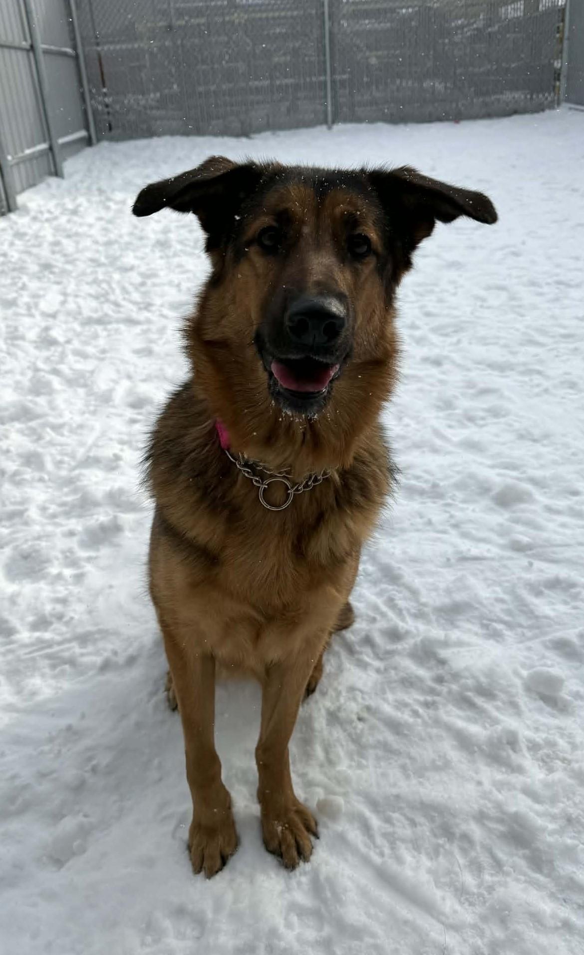 Enlarge Roxy, a ADOPTABLE mixed breed in Delson, QC image 1/1