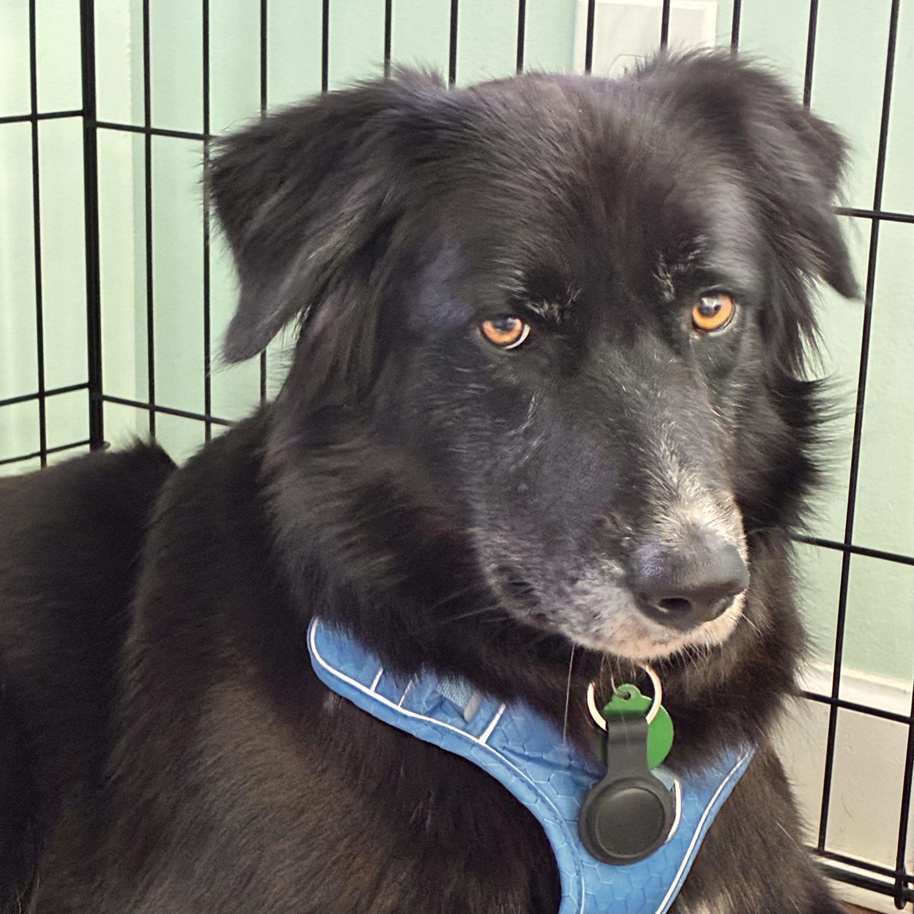 Shade, Adoptable, Adult Female Great Pyrenees & Australian Shepherd.