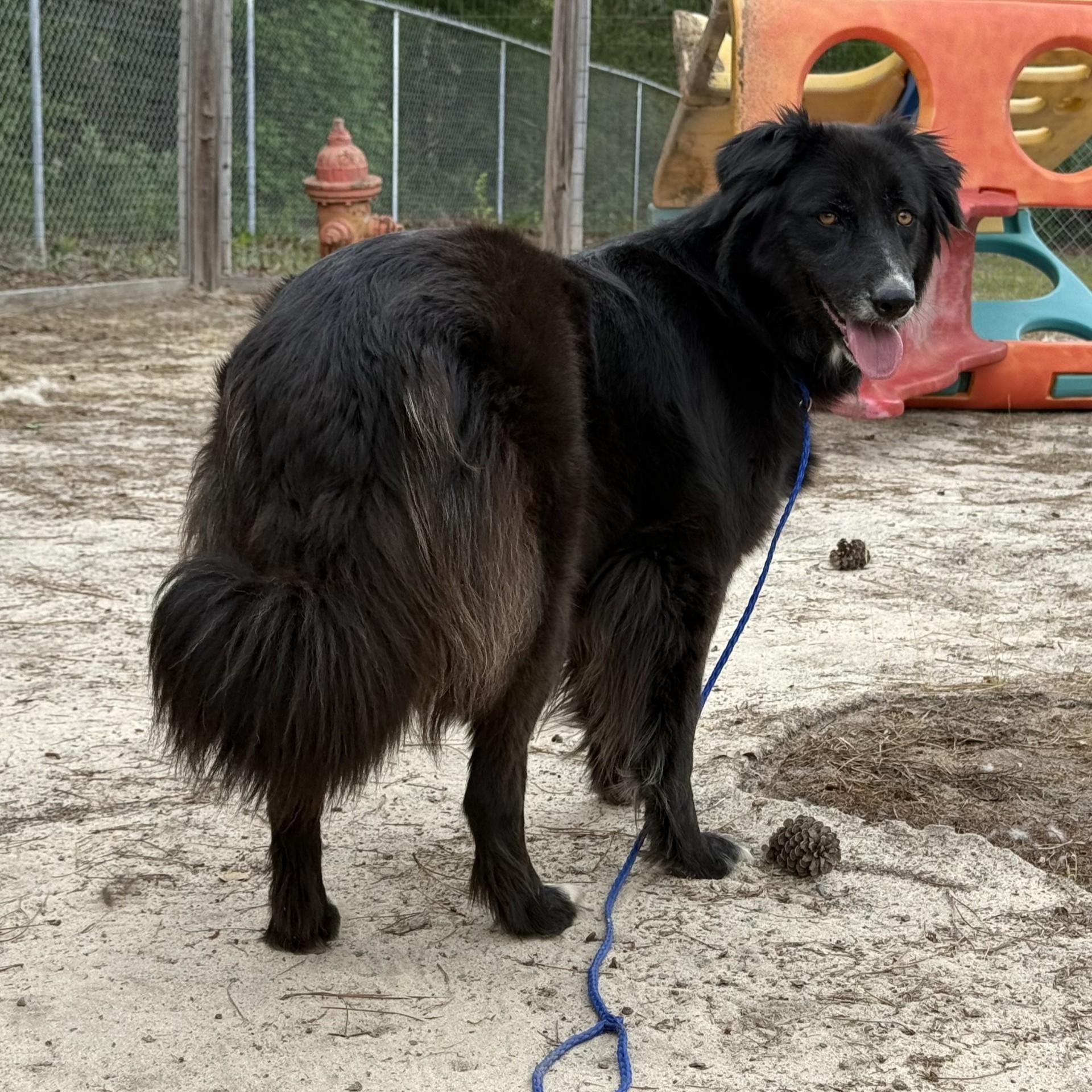 Enlarge Shade, a Adoptable mixed breed in Thomaston , ME image 6/6