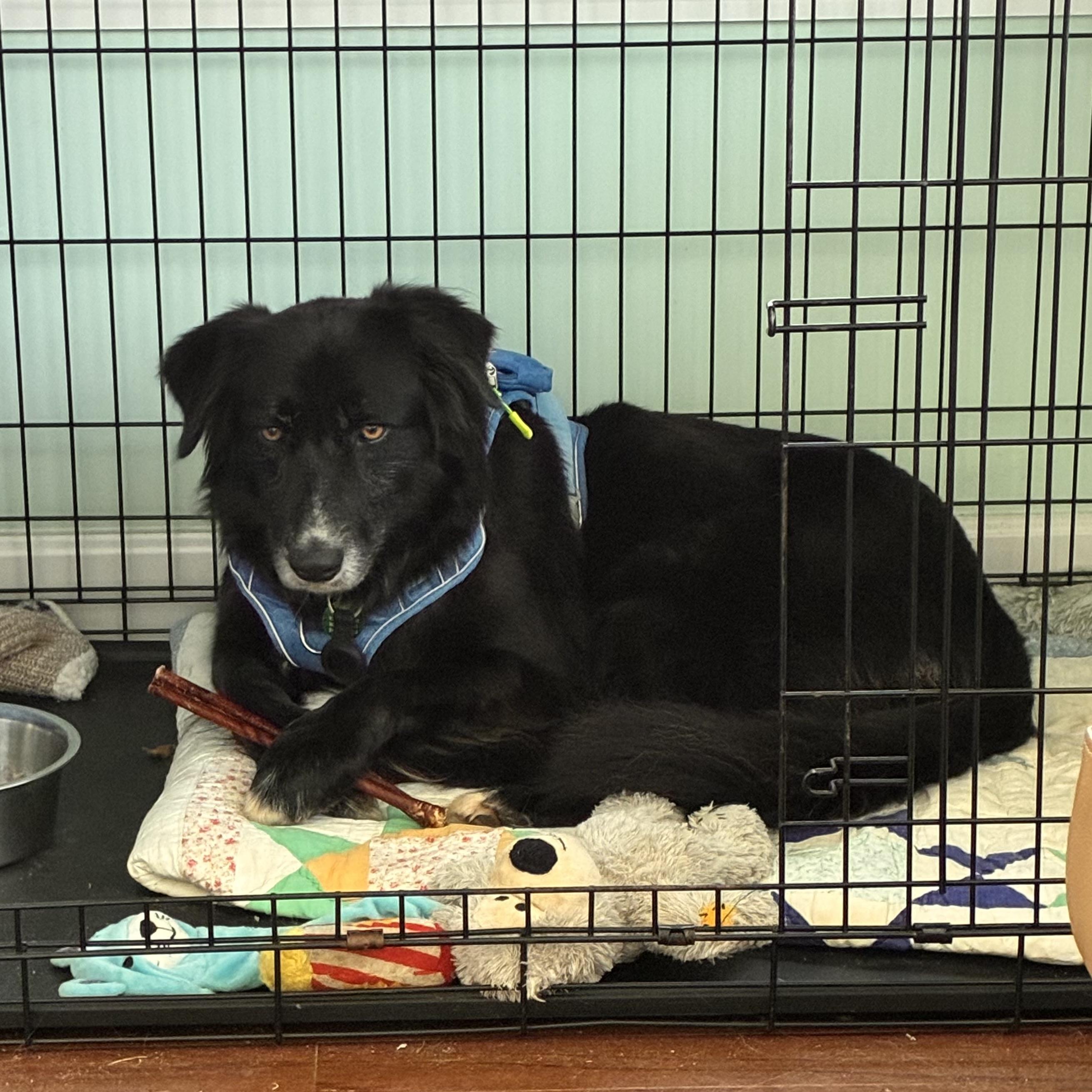 Enlarge Shade, a Adoptable mixed breed in Thomaston , ME image 4/6
