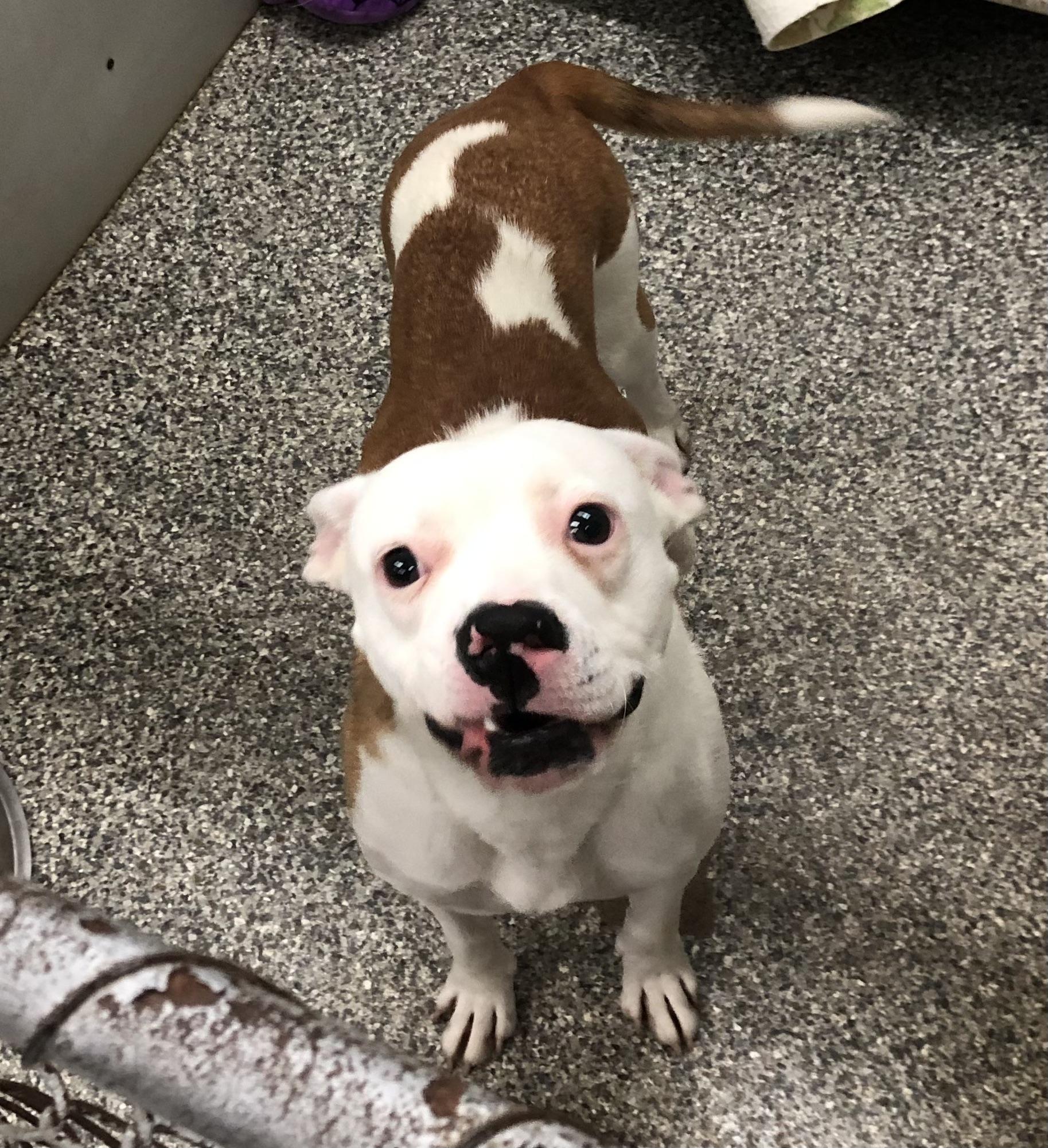 Ladybug, ADOPTABLE, Young Female Mixed Breed.