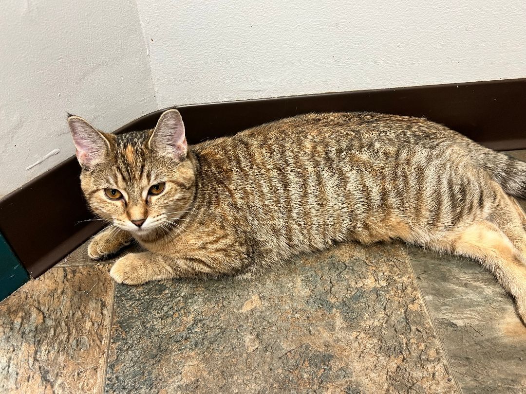 Apricot, Adopted, Young Female Domestic Short Hair.