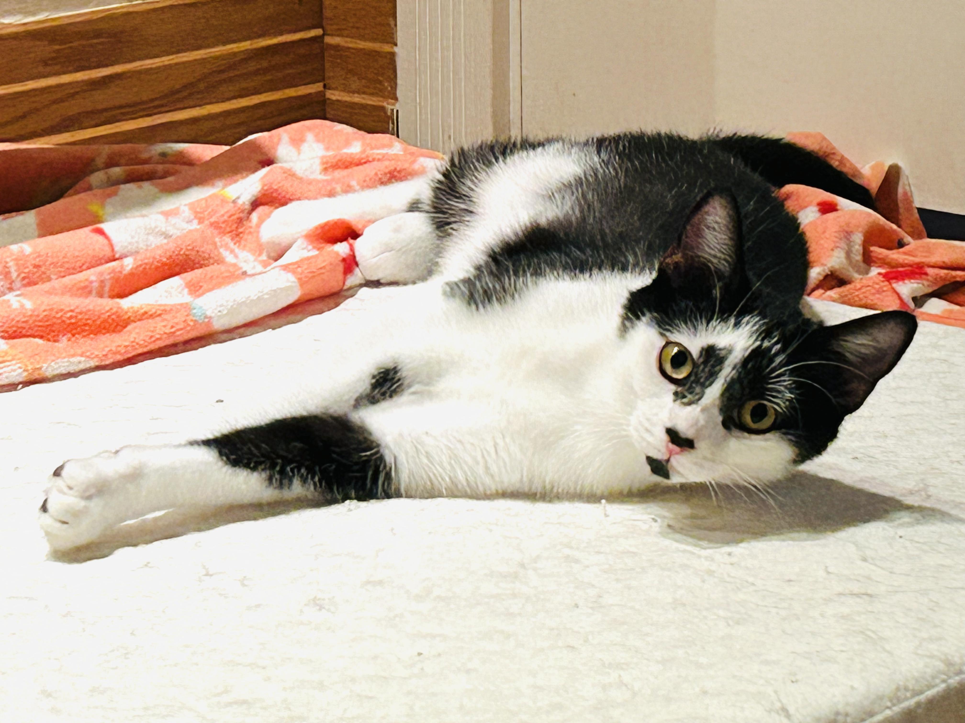Tahiti (siblings are Falafel and Tzatziki), a ADOPTABLE Domestic Short Hair in Brighton, MI image 2/3