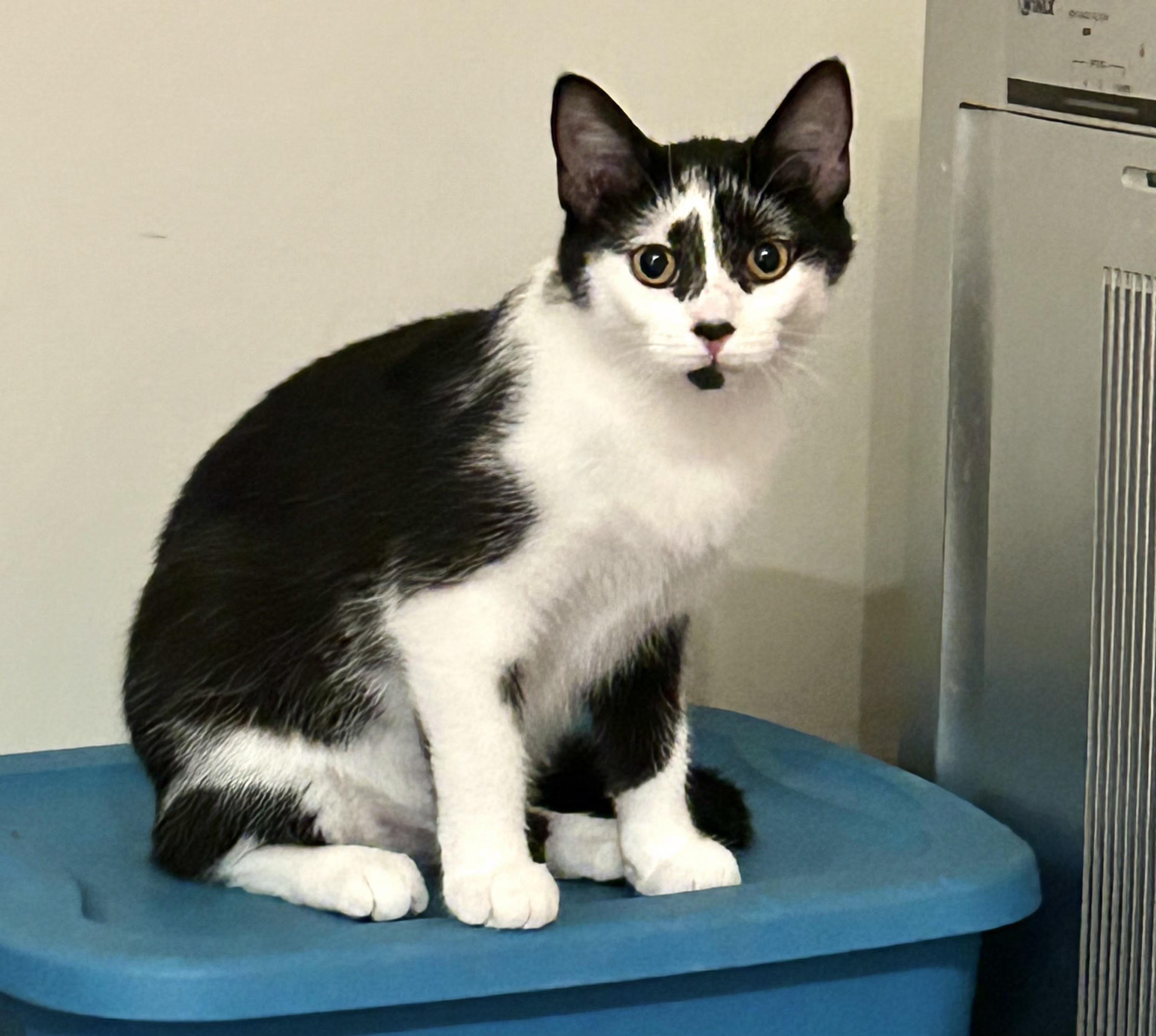 Tahiti (siblings are Falafel and Tzatziki), a ADOPTABLE Domestic Short Hair in Brighton, MI image 1/3