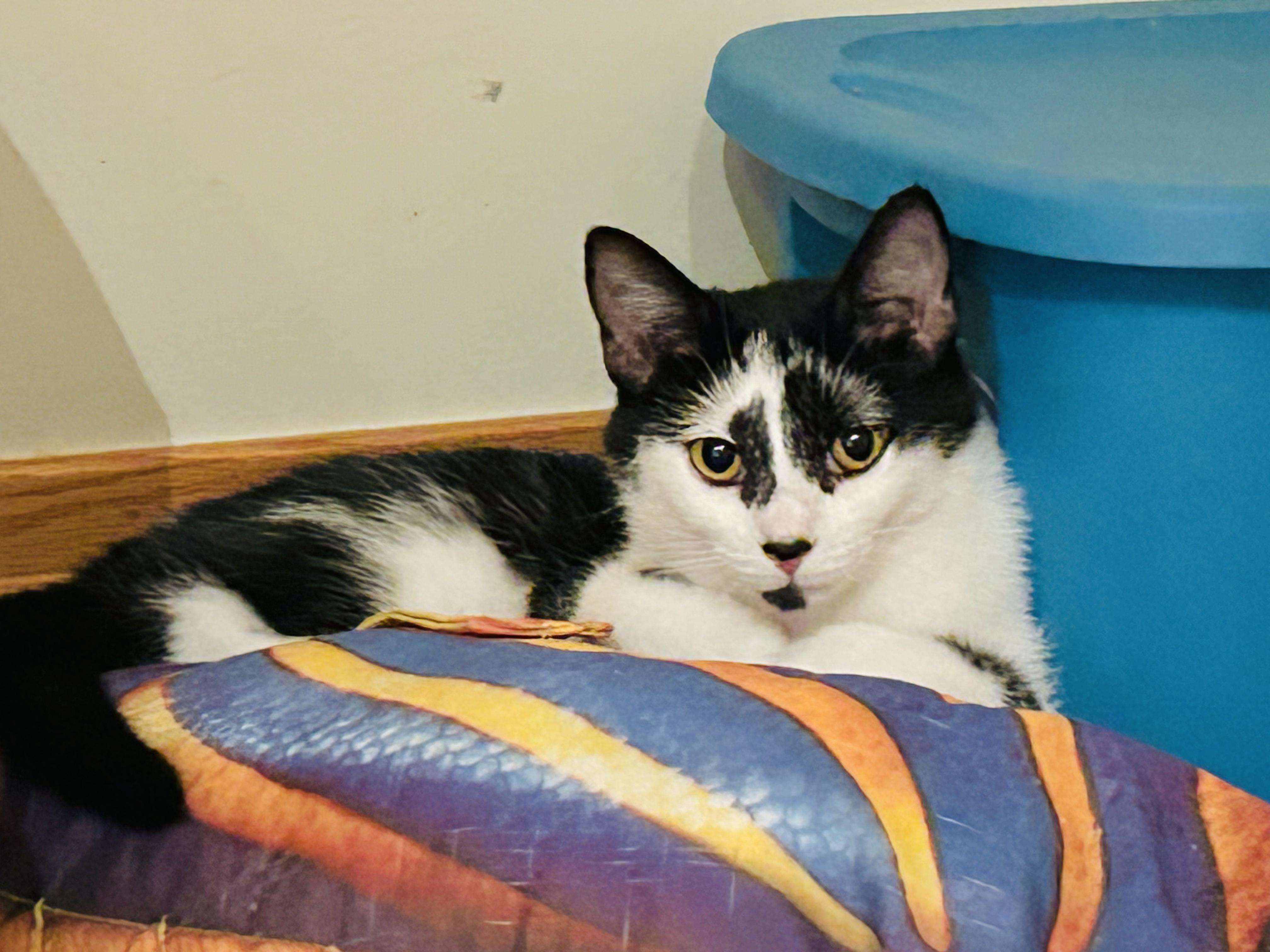 Tahiti (siblings are Falafel and Tzatziki), a ADOPTABLE Domestic Short Hair in Brighton, MI image 3/3