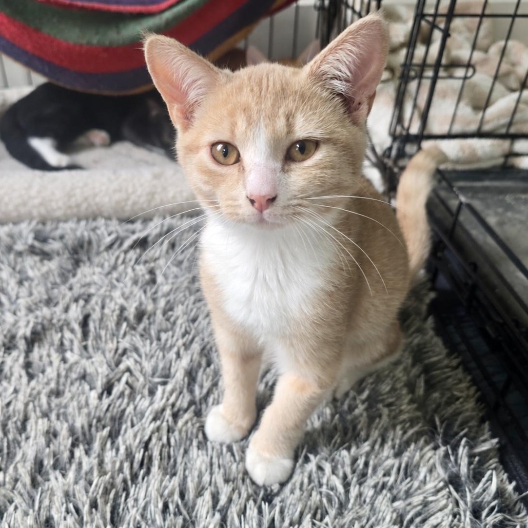 Enlarge Coda, a Adoptable Domestic Short Hair in Richmond, VA image 1/1