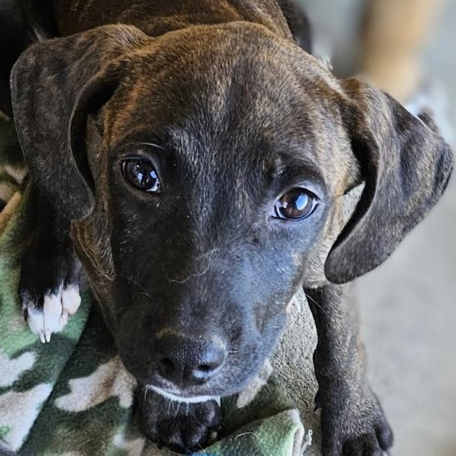 Dog for adoption Waffles Syrup, a Shepherd & Rottweiler Mix in Woburn