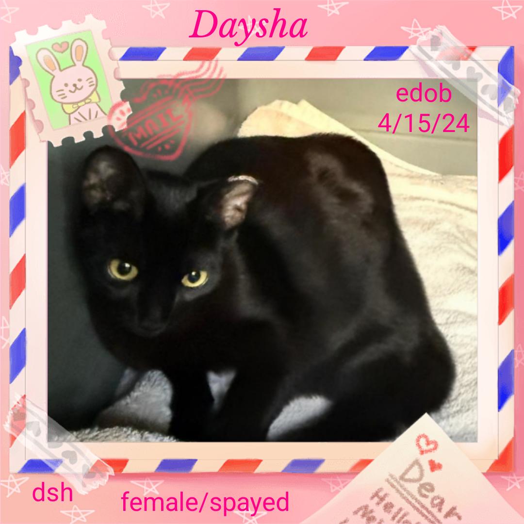 Daysha CO13937-T, Adoptable, Adult Female Domestic Short Hair.