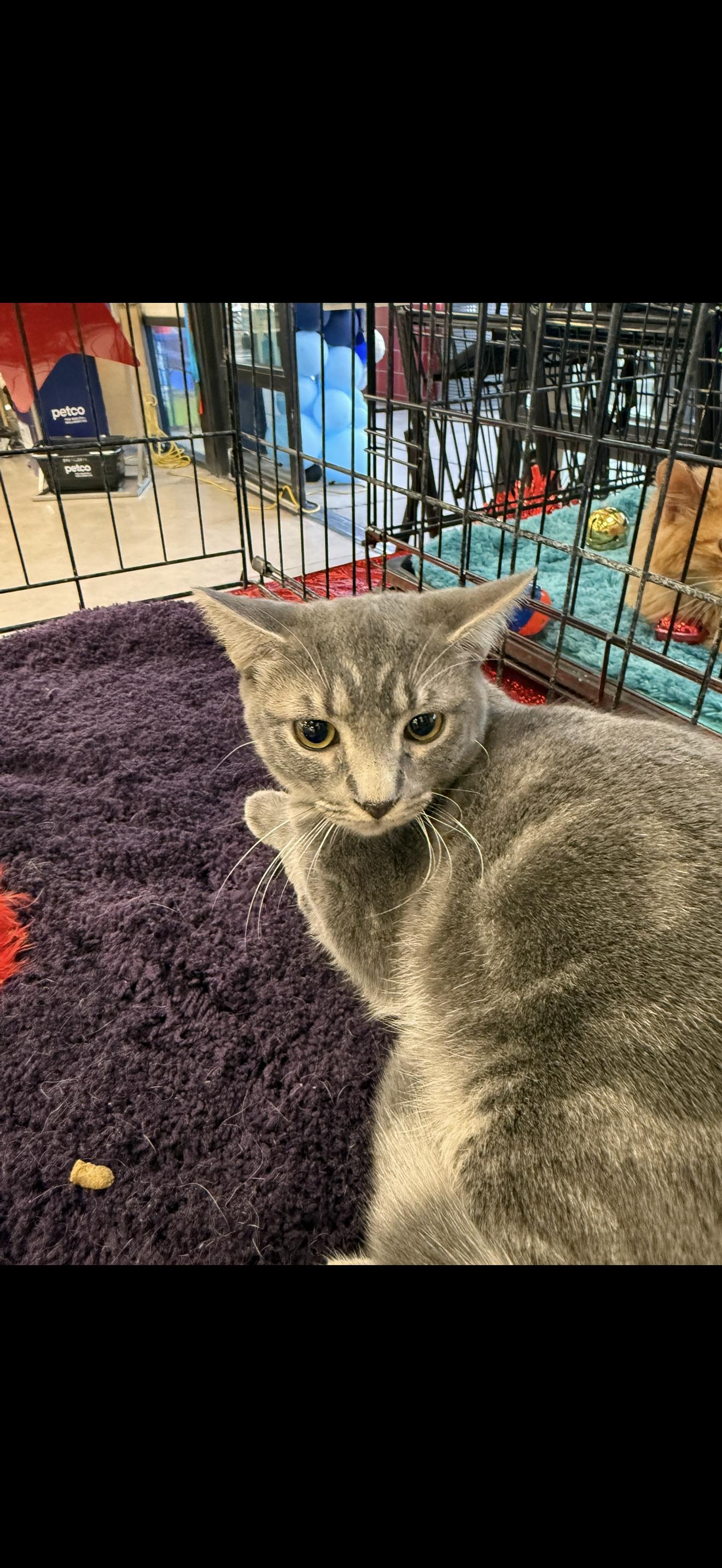 Enlarge Breakfast Banchee, a Adoptable Tabby in Las Vegas, NV image 1/1