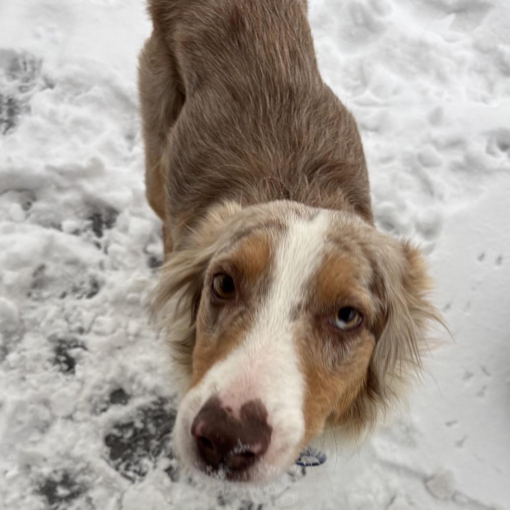 Enlarge Georgia, a Adoptable Australian Cattle Dog / Blue Heeler in Rockville, MD image 1/6