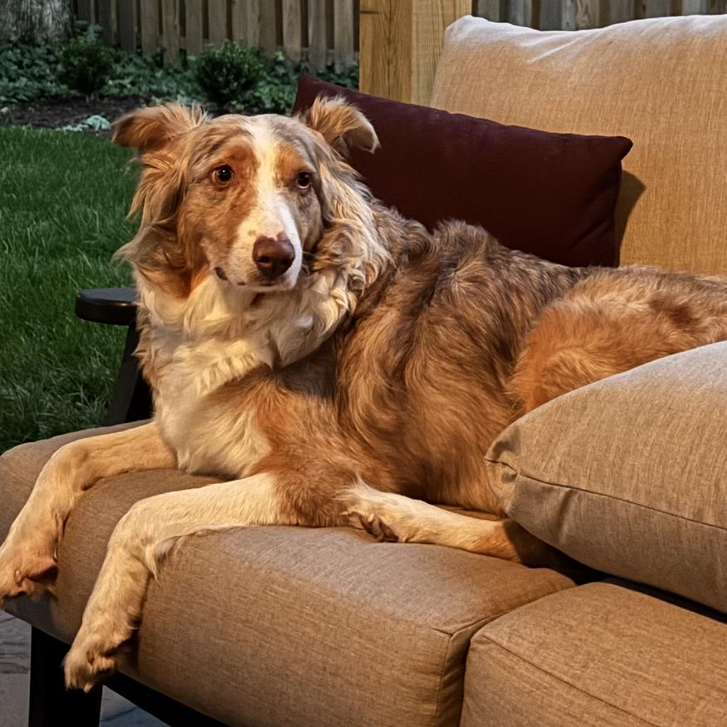 Georgia, a Adoptable Australian Shepherd in Rockville, MD image 2/6