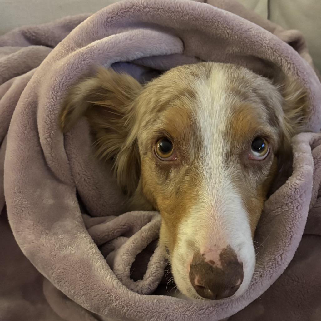Enlarge Georgia, a Adoptable Australian Cattle Dog / Blue Heeler in Rockville, MD image 2/6