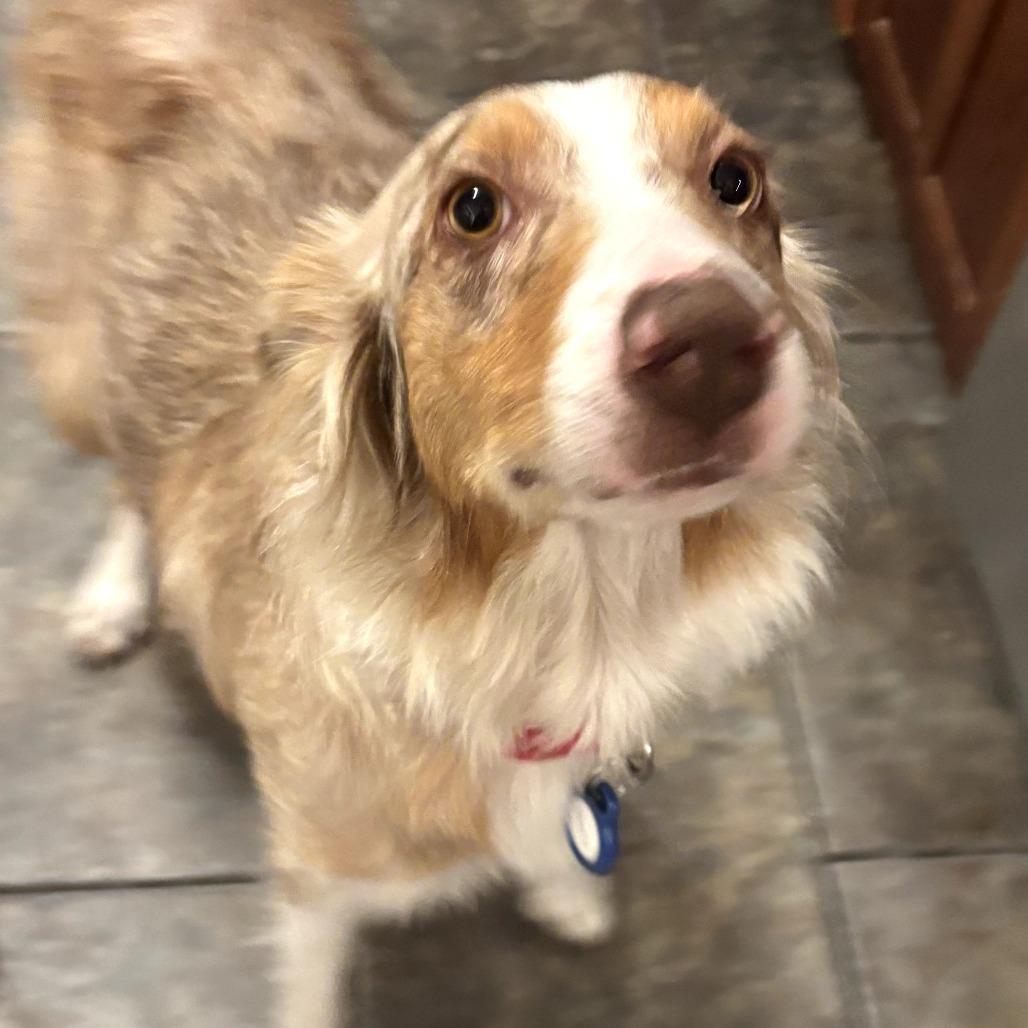 Enlarge Georgia, a Adoptable Australian Cattle Dog / Blue Heeler in Rockville, MD image 3/6