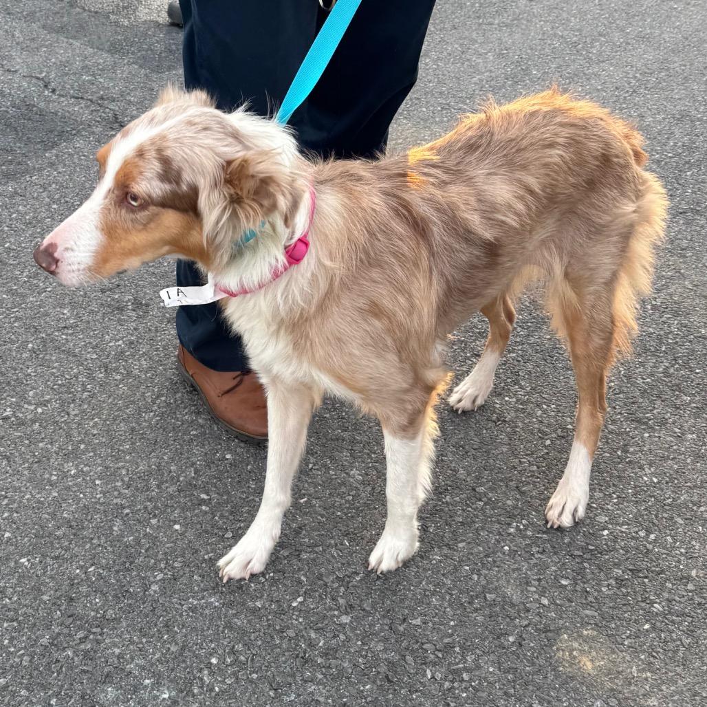 Enlarge Georgia, a Adoptable Australian Cattle Dog / Blue Heeler in Rockville, MD image 5/6