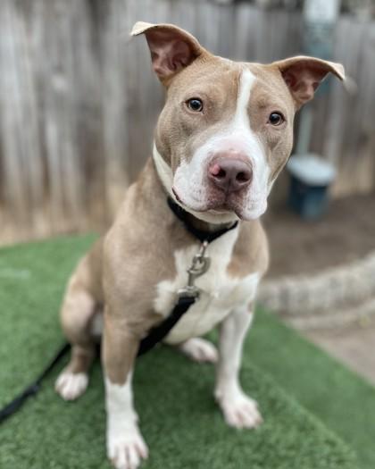 Wolverine, Adoptable, Adult Male Pit Bull Terrier & Mixed Breed.