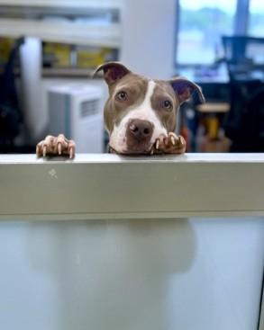 Enlarge Wolverine, a Adoptable mixed breed in Washington, DC image 3/3