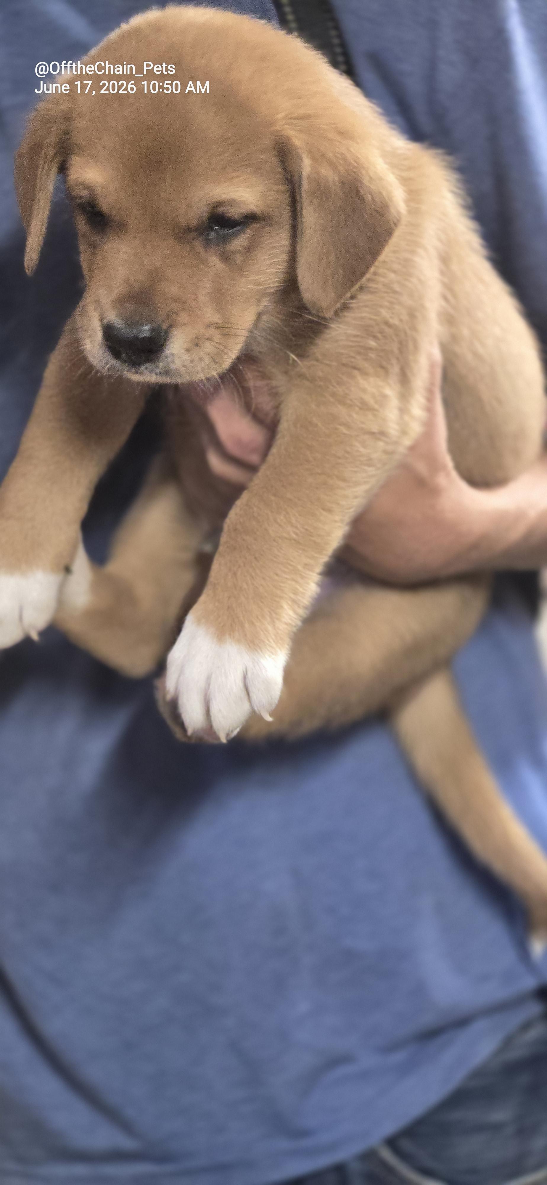 Jarod, Adoptable, Puppy Male Mastiff & Beagle.