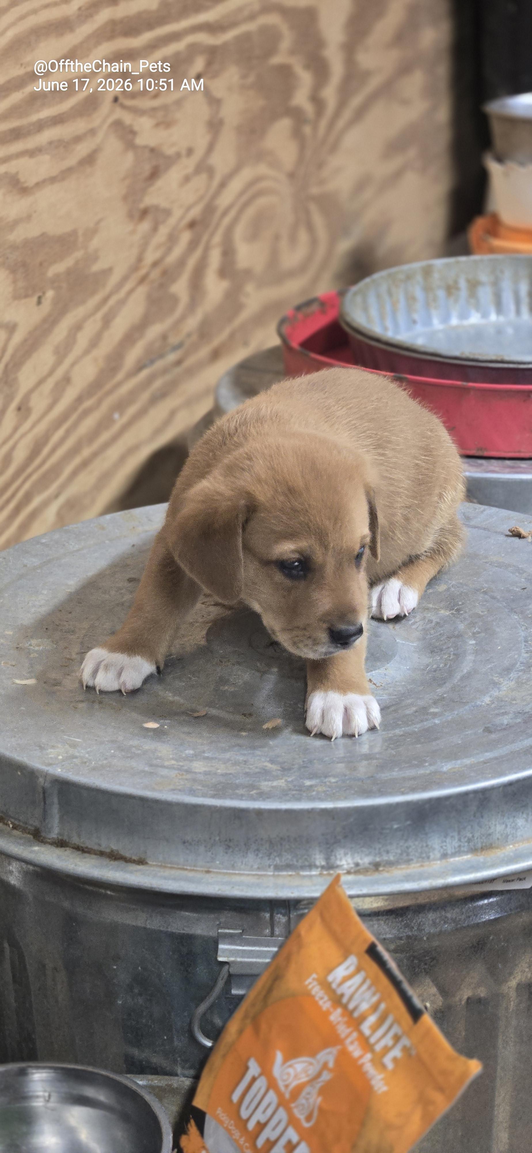 Jarod, a Adoptable mixed breed in Toney, AL image 2/3