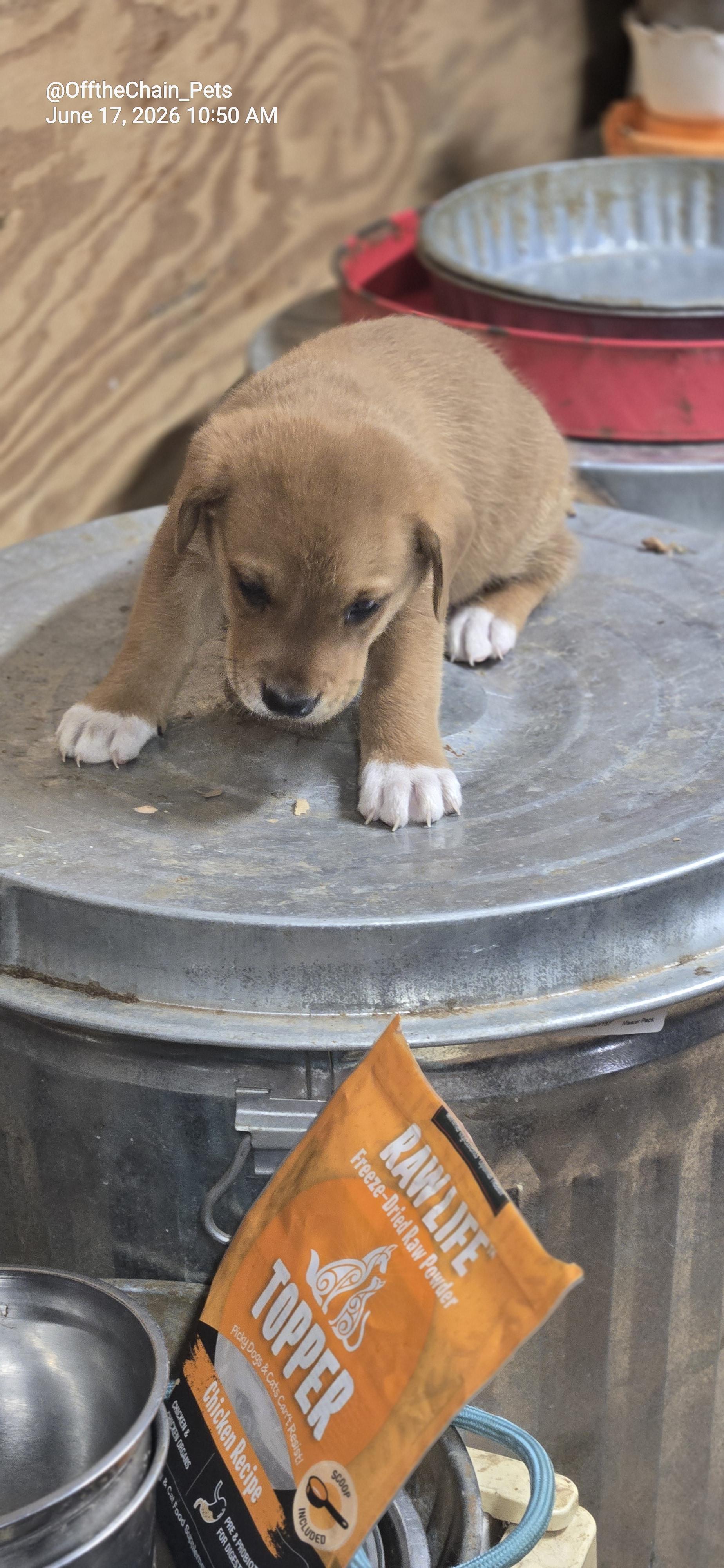 Jarod, a Adoptable mixed breed in Toney, AL image 3/3