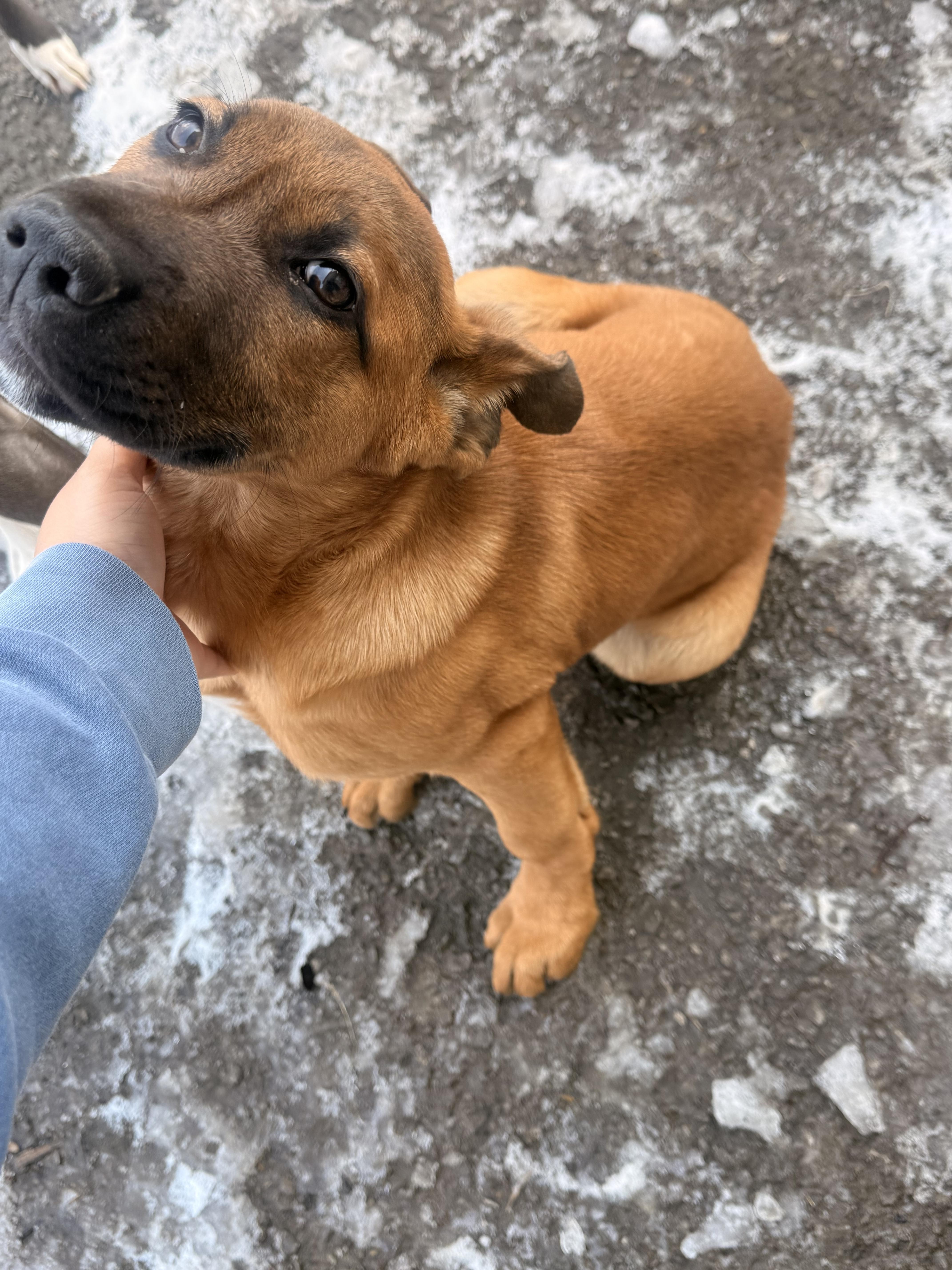 Enlarge Koda: Active and Fun Puppy, an adopted mixed breed in Franklin, TN image 1/2