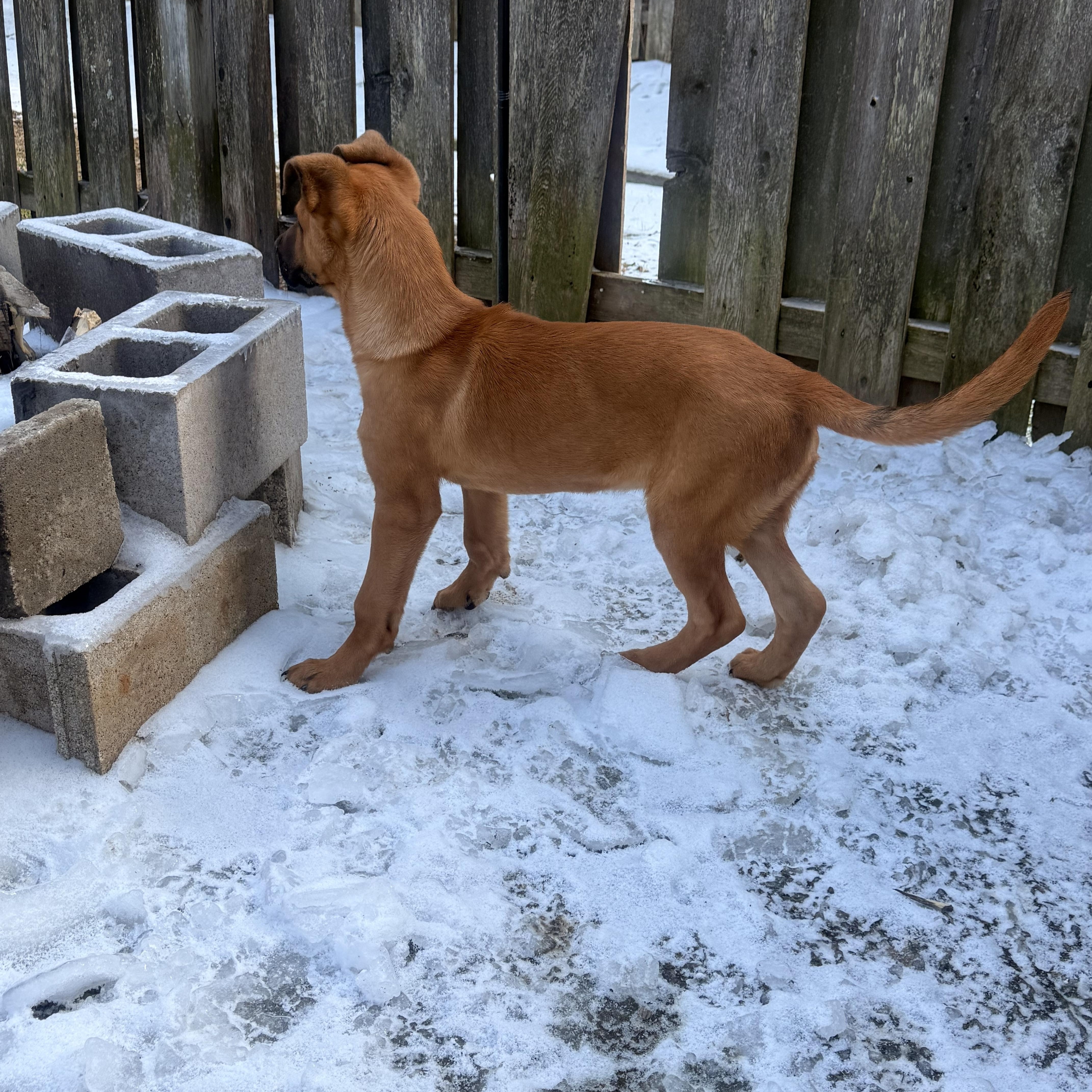 Enlarge Koda: Active and Fun Puppy, an adopted mixed breed in Franklin, TN image 2/2