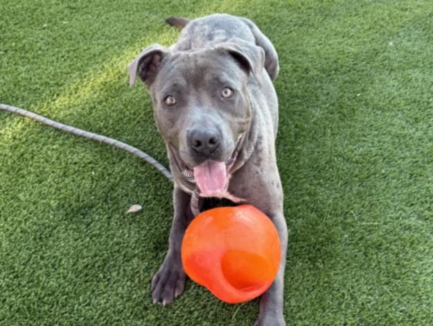 Enlarge GARY, a Adoptable Mixed Breed in Los Angeles, CA image 1/1