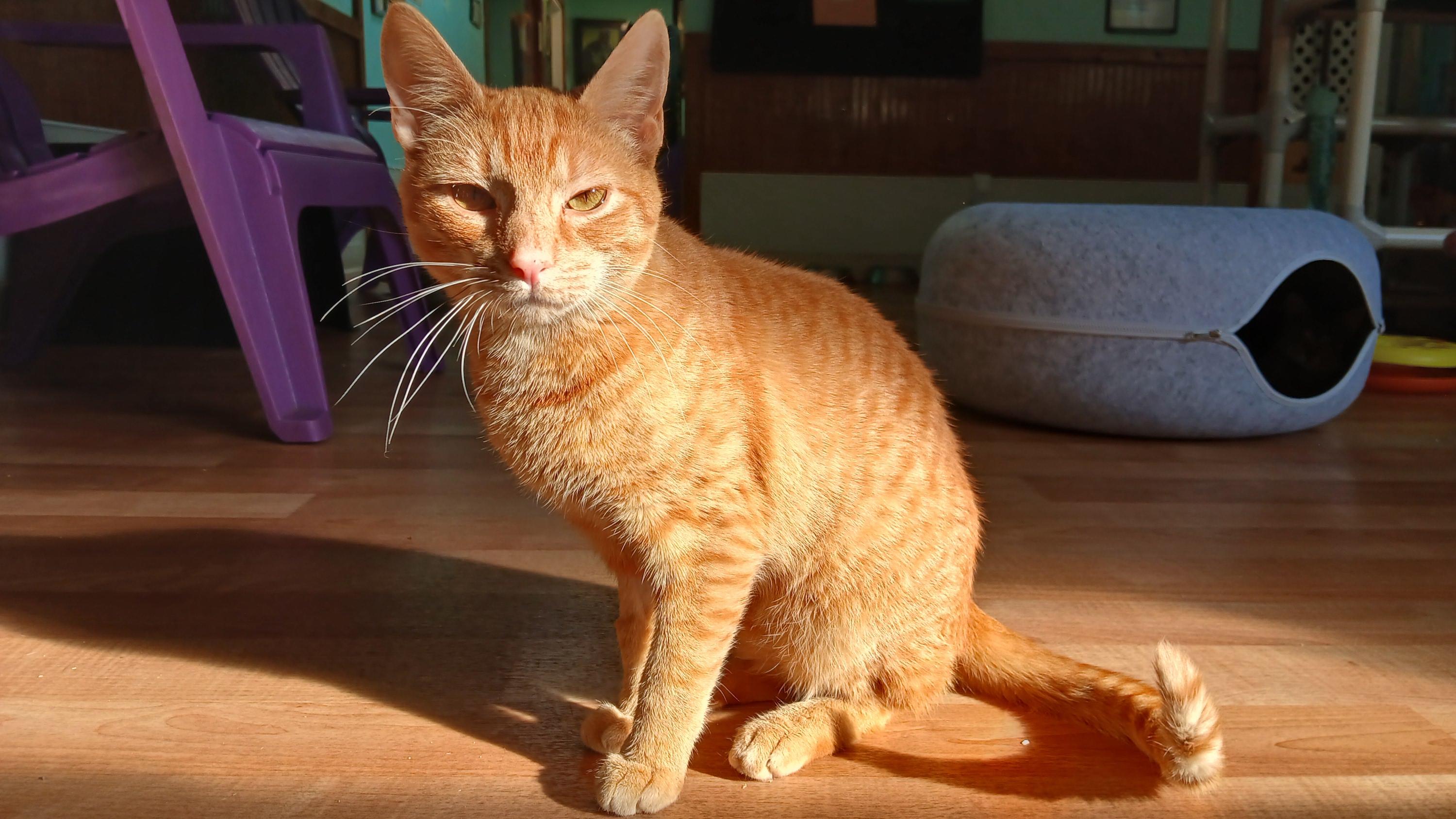 Enlarge Deuce, an adopted Domestic Short Hair in Cullowhee, NC image 1/6