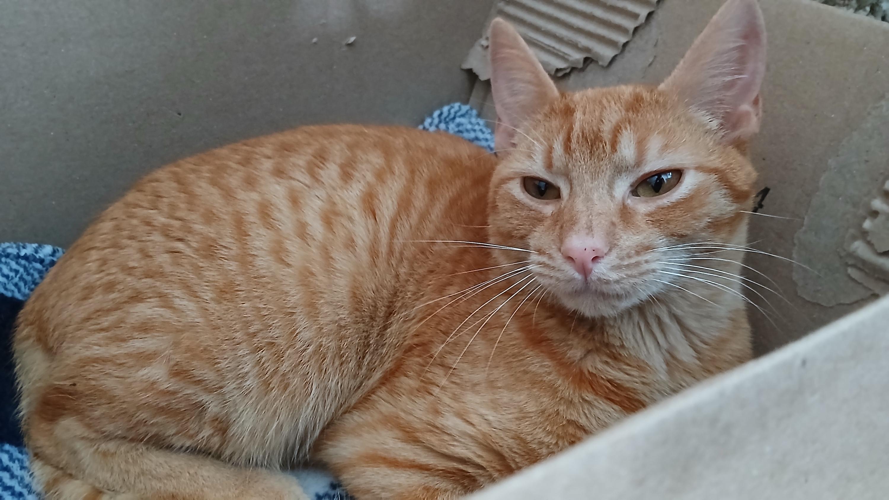 Enlarge Deuce, a Adoptable Domestic Short Hair in Cullowhee, NC image 3/6