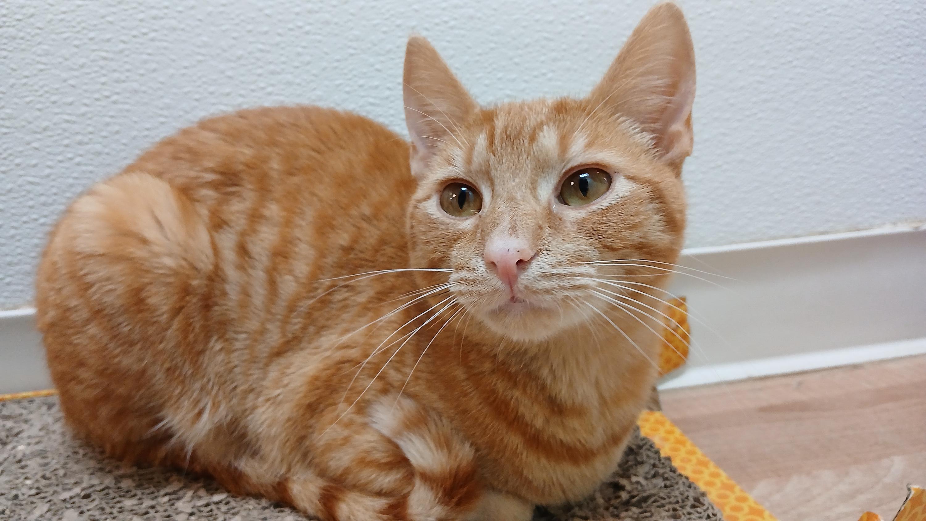 Enlarge Deuce, a Adoptable Domestic Short Hair in Cullowhee, NC image 1/6