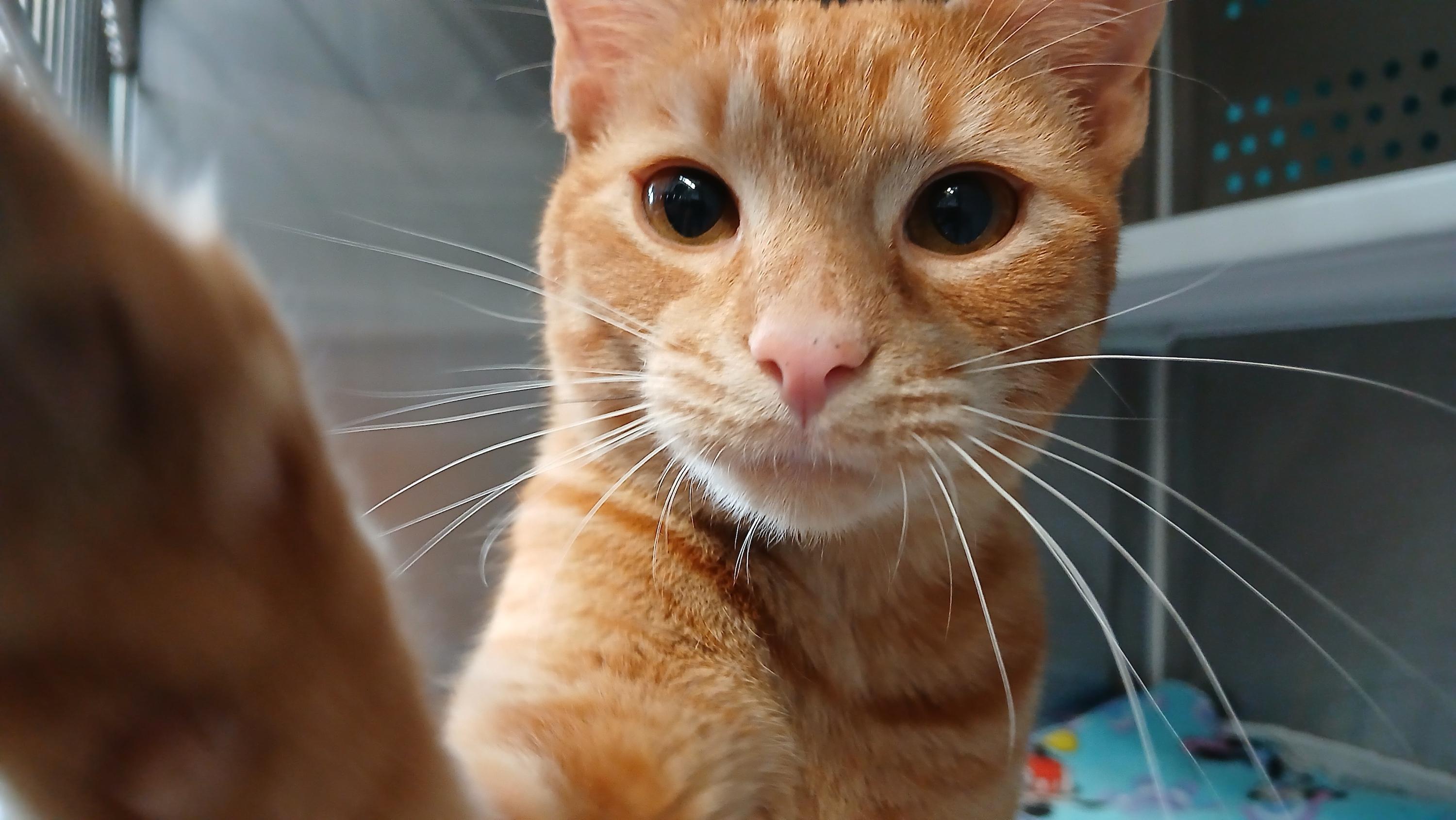 Enlarge Deuce, a Adoptable Domestic Short Hair in Cullowhee, NC image 5/6