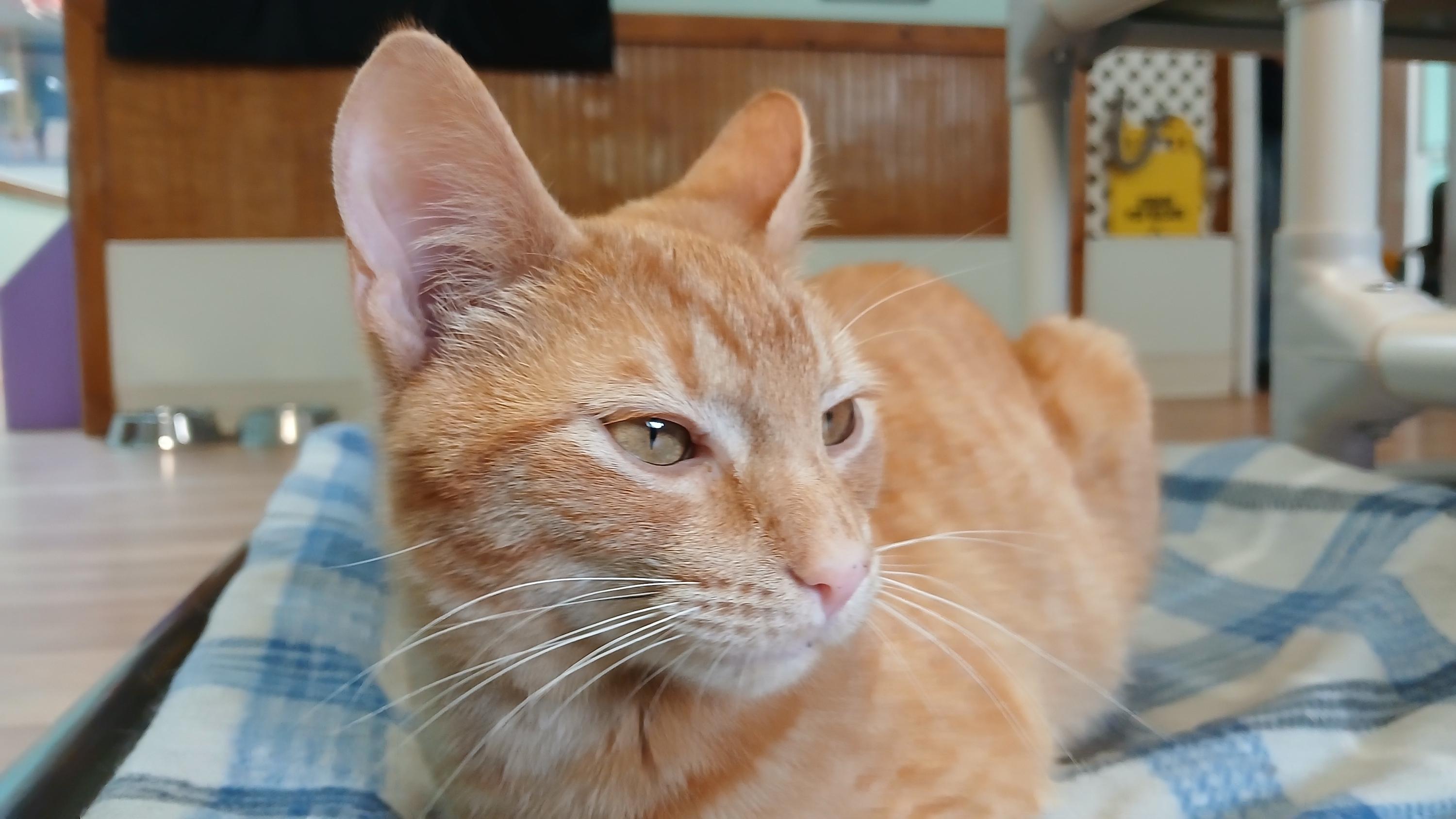 Enlarge Deuce, an adopted Domestic Short Hair in Cullowhee, NC image 2/6