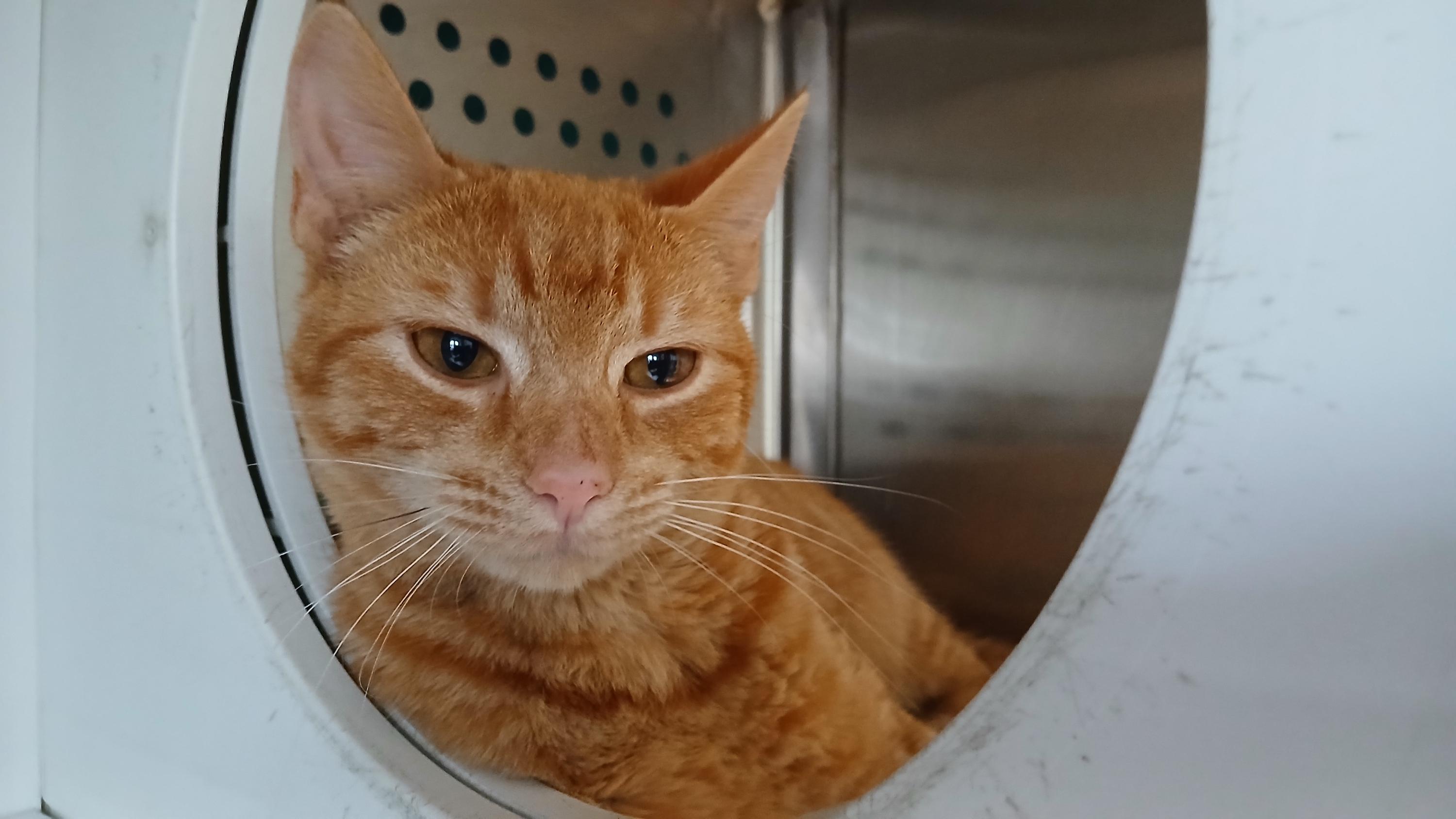 Enlarge Deuce, a Adoptable Domestic Short Hair in Cullowhee, NC image 6/6