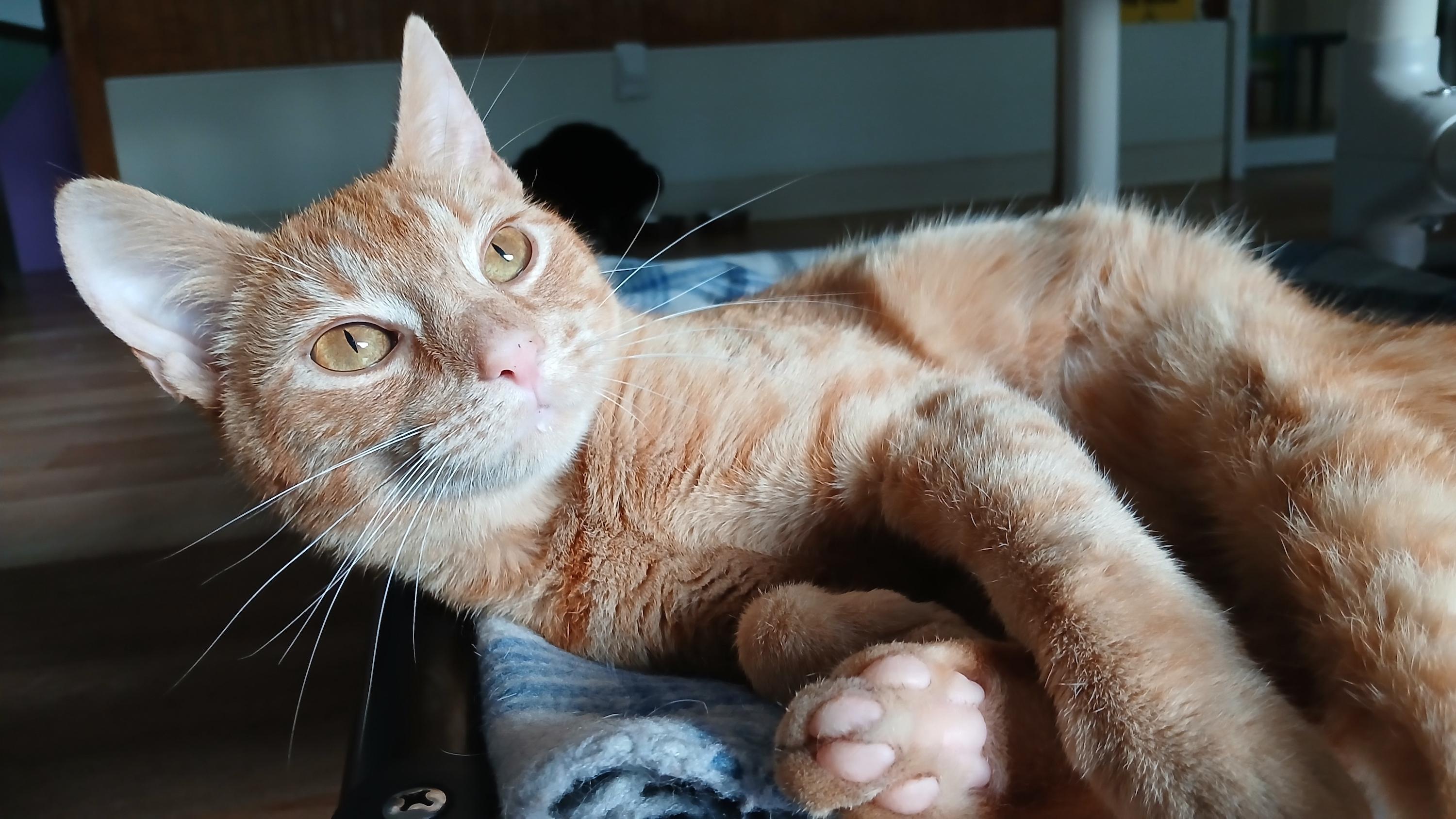 Enlarge Deuce, an adopted Domestic Short Hair in Cullowhee, NC image 4/6