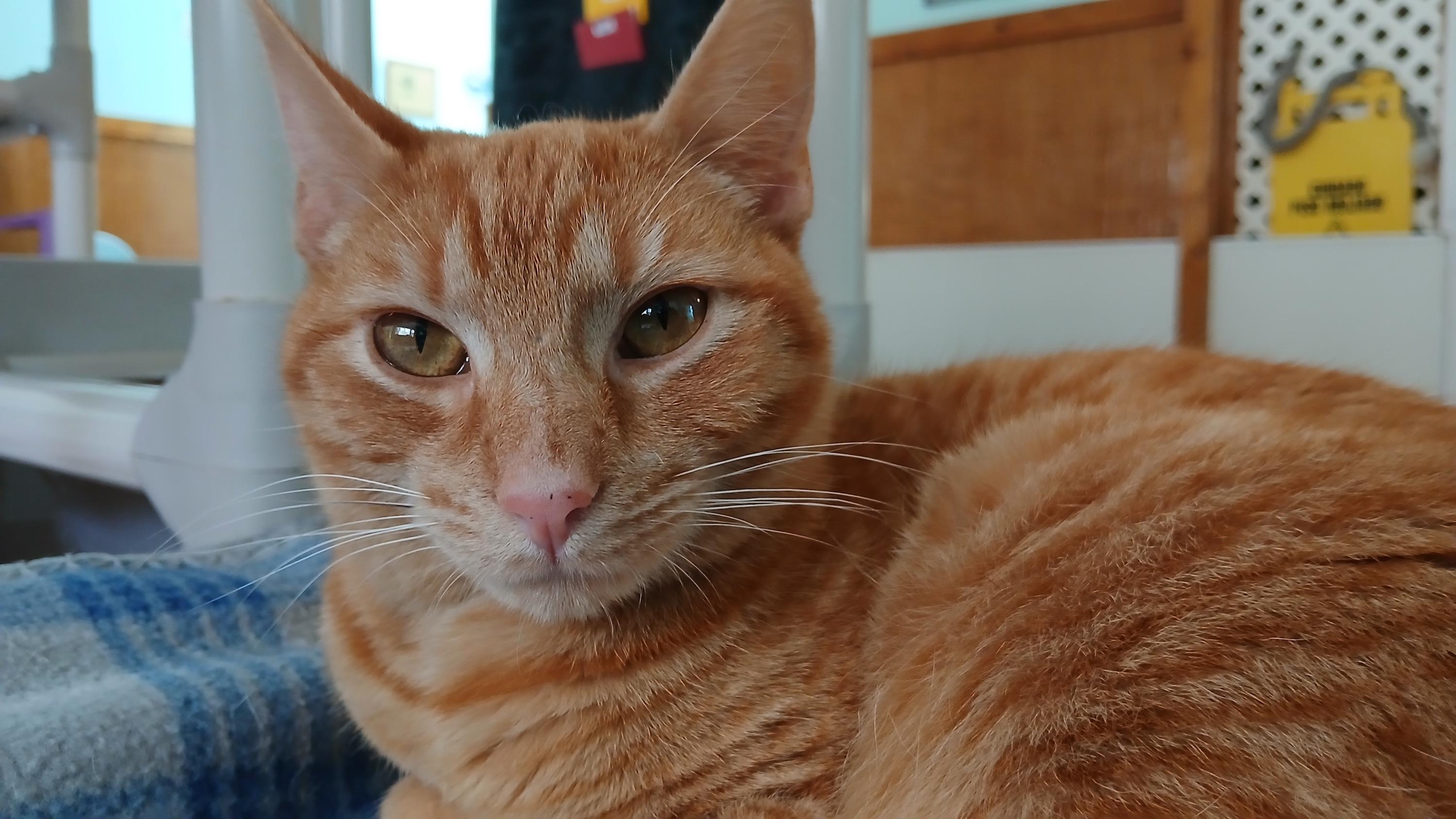 Enlarge Deuce, a Adoptable Domestic Short Hair in Cullowhee, NC image 2/6