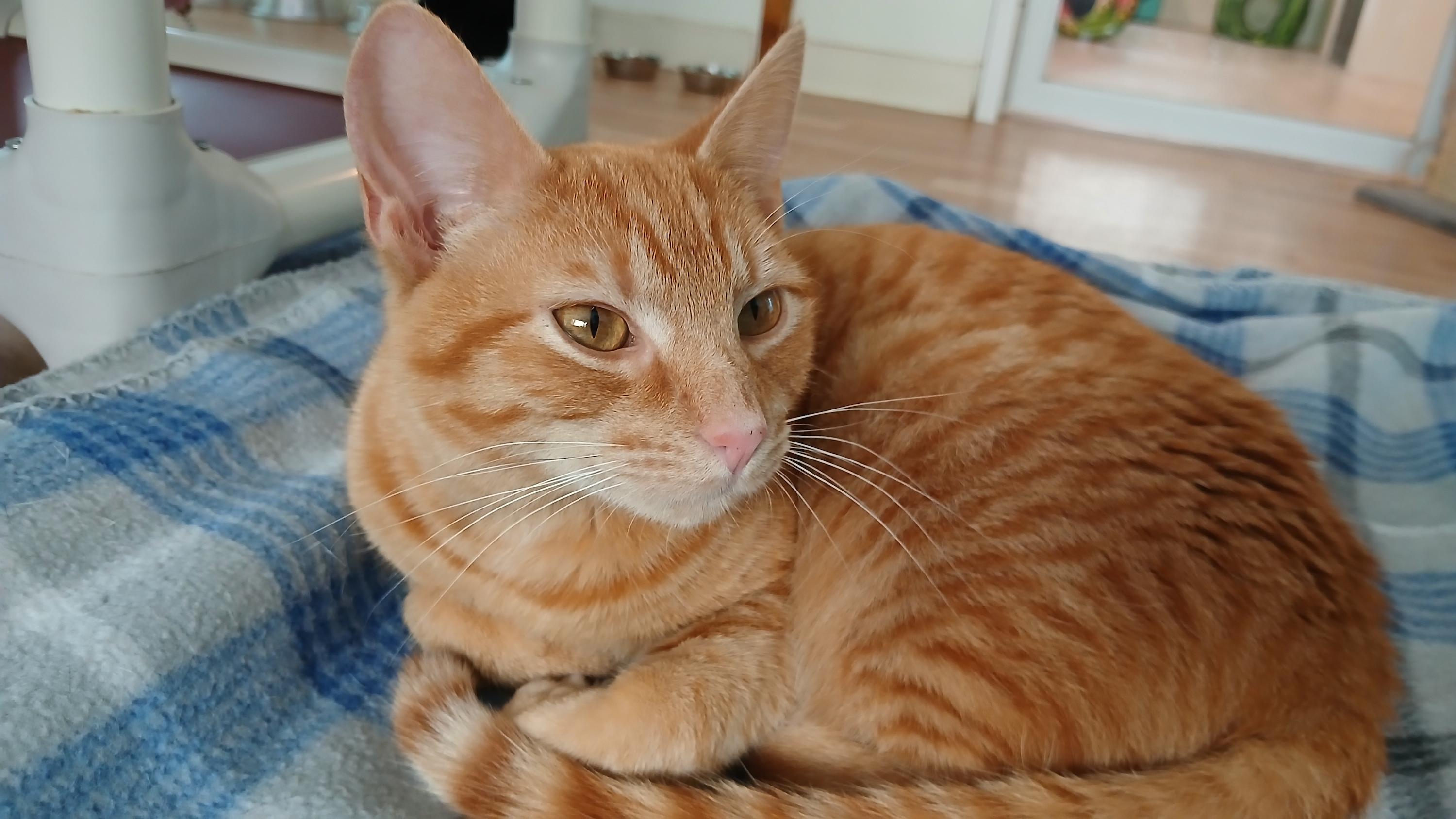 Enlarge Deuce, a Adoptable Domestic Short Hair in Cullowhee, NC image 4/6