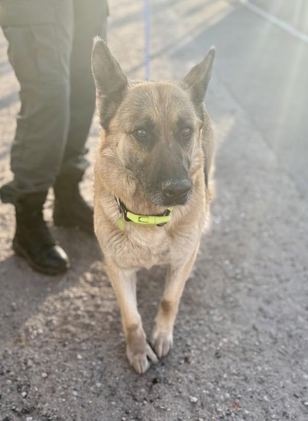 Lola, Adoptable, Adult Female German Shepherd Dog.