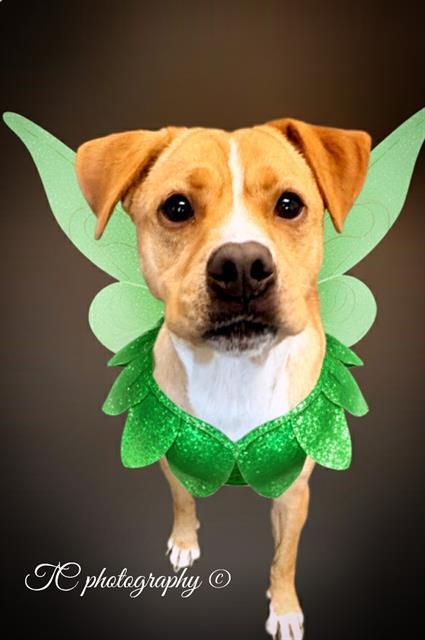 IVY, Adoptable, Young Female Labrador Retriever & Mixed Breed.