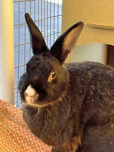 BUBBLES, Adoptable, Young Female Dwarf.