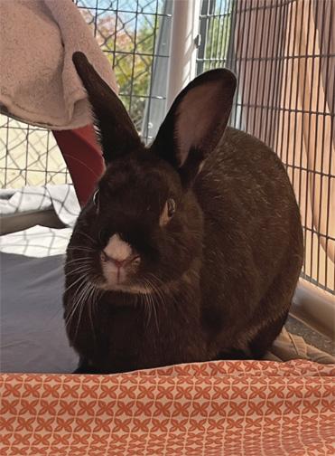 BUBBLES, a Adoptable mixed breed in San Clemente, CA image 2/4