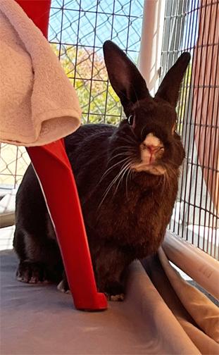 BUBBLES, a Adoptable mixed breed in San Clemente, CA image 4/4