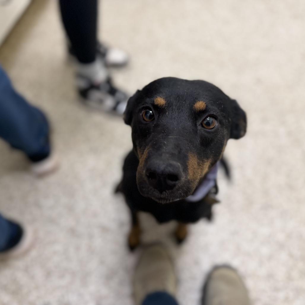 Enlarge Wrenley, a Adoptable Mixed Breed in Auburn, AL image 1/6