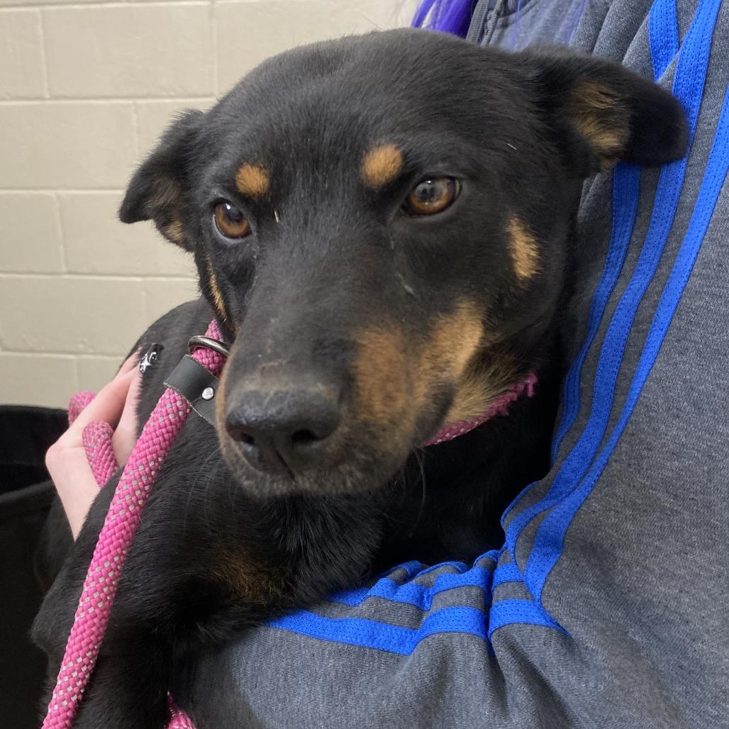 Enlarge Wrenley, a Adoptable Mixed Breed in Auburn, AL image 2/6
