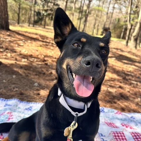 Enlarge Wrenley, a Adoptable Mixed Breed in Auburn, AL image 3/6