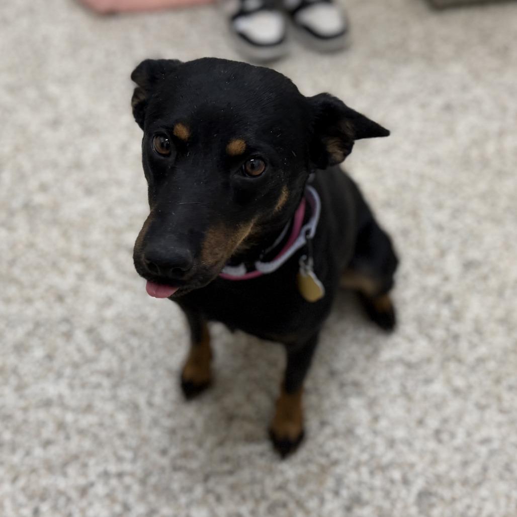 Enlarge Wrenley, a Adoptable Mixed Breed in Auburn, AL image 4/6