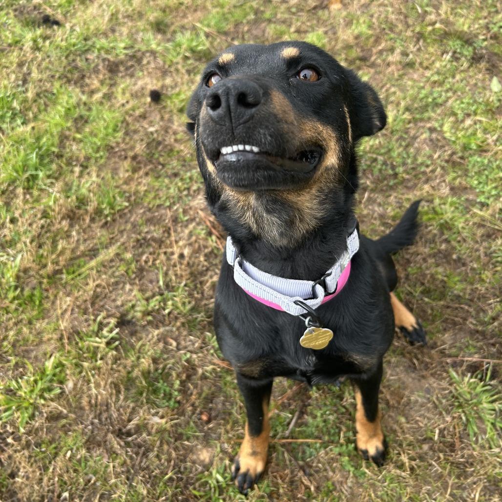 Enlarge Wrenley, a Adoptable Mixed Breed in Auburn, AL image 5/6
